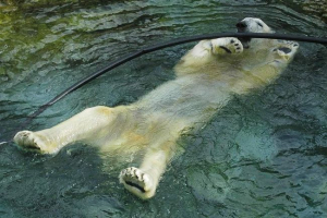 W usa zmarł najstarszy niedźwiedź polarny W usa zmarł najstarszy niedźwiedź polarny